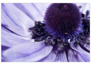 Obraz - Fialový kvet (90x60 cm)
