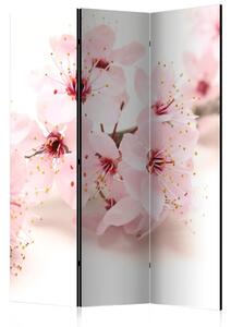 Artgeist Paraván - Cherry Blossom [Room Dividers]