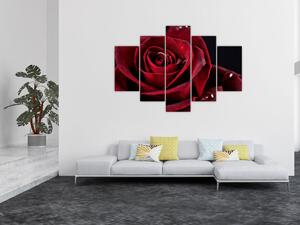 Obraz - Červená ruža (150x105 cm)