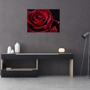 Obraz - Červená ruža (70x50 cm)