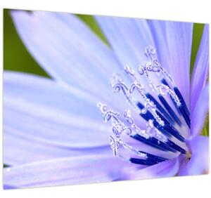 Obraz - kvet (70x50 cm)