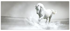 Obraz - Biely kôň (120x50 cm)