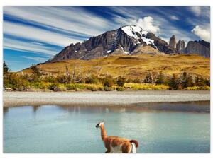 Obraz - Národný park Torres del Paine (70x50 cm)