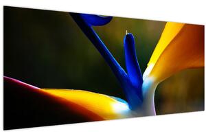 Obraz - Exotický kvet (120x50 cm)