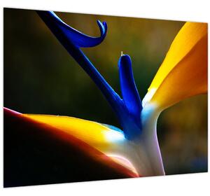 Obraz - Exotický kvet (70x50 cm)