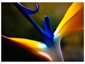 Obraz - Exotický kvet (70x50 cm)