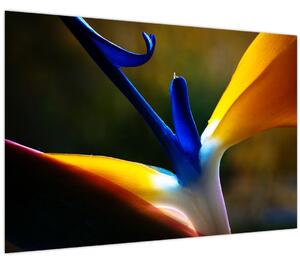 Obraz - Exotický kvet (90x60 cm)