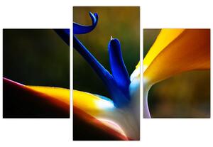 Obraz - Exotický kvet (90x60 cm)