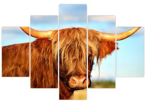 Obraz - Škótska krava (150x105 cm)