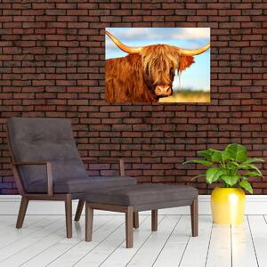 Obraz - Škótska krava (70x50 cm)