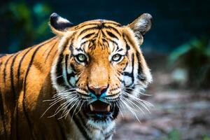 DIMEX | Vliesové fototapety na stenu Tiger malajzijský MS-5-0544 | 375 x 250 cm | zelená, biela, čierna, oranžová, hnedá