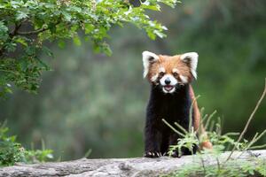 DIMEX | Vliesové fototapety na stenu Smejúca sa panda červená MS-5-0624 | 375 x 250 cm | zelená, biela, hnedá