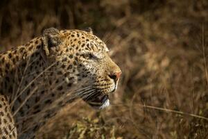 DIMEX | Vliesové fototapety na stenu Leopard na love MS-5-0560 | 375 x 250 cm | béžová, čierna, hnedá
