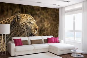Samolepiaca vliesová fototapeta Leopard na love 375 x 250 cm