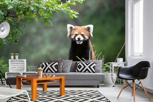 Samolepiaca vliesová fototapeta Smejúca sa panda červená 375 x 250 cm
