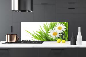 Sklenený obklad Do kuchyne Sedmokráska kvet príroda 125x50 cm