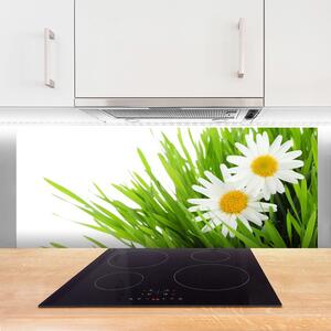 Sklenený obklad Do kuchyne Sedmokráska kvet príroda 125x50 cm