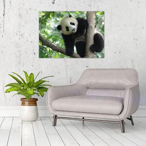 Obraz - Panda na strome (70x50 cm)