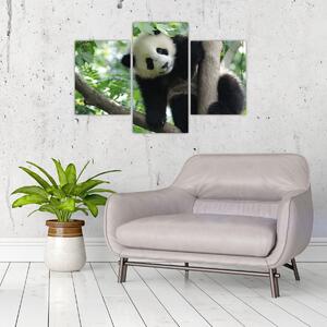 Obraz - Panda na strome (90x60 cm)