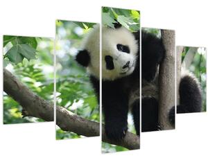 Obraz - Panda na strome (150x105 cm)