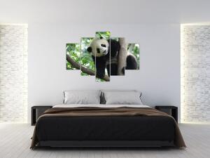 Obraz - Panda na strome (150x105 cm)