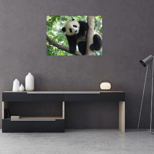 Obraz - Panda na strome (70x50 cm)