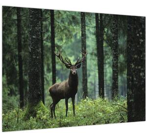 Obraz - Jeleň v hlbokom lese (70x50 cm)