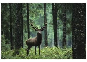 Obraz - Jeleň v hlbokom lese (90x60 cm)