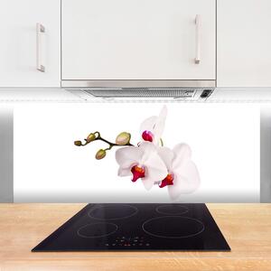 Sklenený obklad Do kuchyne Kvety príroda orchidea 125x50 cm