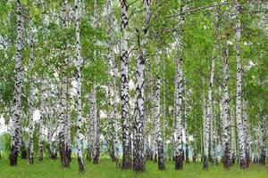 DIMEX | Vliesové fototapety na stenu Jarný brezový háj MS-5-1888 | 375 x 250 cm | zelená, biela, čierna