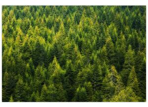 Obraz - Hustý les (90x60 cm)