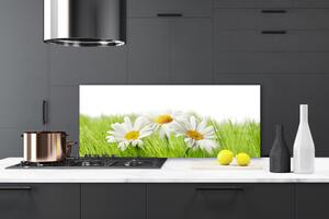 Sklenený obklad Do kuchyne Sedmokráska kvety rastlina 125x50 cm