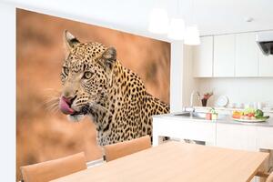 Samolepiaca vliesová fototapeta Samica leoparda 375 x 250 cm