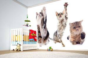 Samolepiaca vliesová fototapeta Mačky v škole 375 x 250 cm