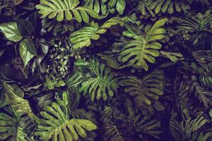 DIMEX | Vliesové fototapety na stenu Monstera listy MS-5-1602 | 375 x 250 cm | zelená, čierna, hnedá