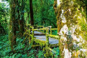 DIMEX | Vliesové fototapety na stenu Národný park v Thajsku MS-5-1586 | 375 x 250 cm | zelená