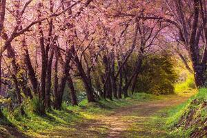 DIMEX | Vliesové fototapety na stenu Ružová sakura MS-5-1858 | 375 x 250 cm | zelená, žltá, hnedá, ružová