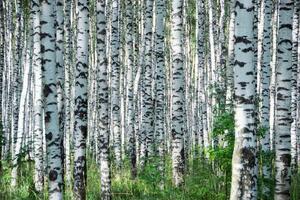 DIMEX | Vliesové fototapety na stenu Letný deň v brezovom háji MS-5-1889 | 375 x 250 cm | zelená, biela, čierna