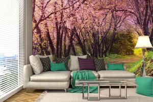 Samolepiaca vliesová fototapeta Ružová sakura 375 x 250 cm