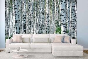 Samolepiaca vliesová fototapeta Letný deň v brezovom háji 375 x 250 cm