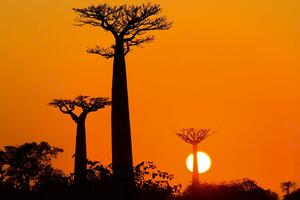 DIMEX | Vliesové fototapety na stenu Baobab pri západe slnka MS-5-1841 | 375 x 250 cm | čierna, oranžová