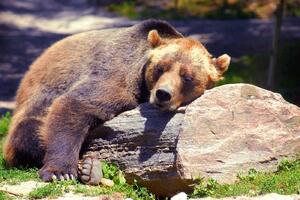 DIMEX | Vliesové fototapety na stenu Spiaci medveď Grizzly MS-5-0434 | 375 x 250 cm | zelená, béžová, hnedá