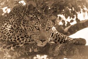 DIMEX | Vliesové fototapety na stenu Sépiový portrét leoparda MS-5-0594 | 375 x 250 cm | béžová, čierna, hnedá