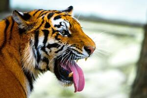DIMEX | Vliesové fototapety na stenu Tiger ussurijský MS-5-0562 | 375 x 250 cm | biela, oranžová, hnedá