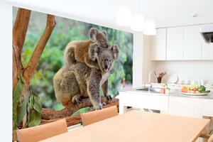Samolepiaca vliesová fototapeta Koala s mláďaťom 375 x 250 cm