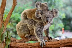 DIMEX | Vliesové fototapety na stenu Koala s mláďaťom MS-5-0626 | 375 x 250 cm | zelená, hnedá, šedá