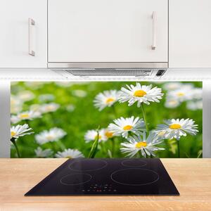 Sklenený obklad Do kuchyne Sedmokráska kvet rastlina 125x50 cm