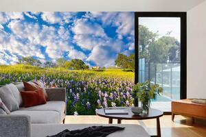 Samolepiaca vliesová fototapeta Bluebonnet 375 x 250 cm