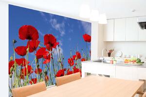 Samolepiaca vliesová fototapeta Červené maky 375 x 250 cm
