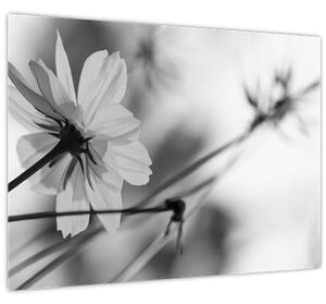 Obraz - Čiernobiele kvety (70x50 cm)